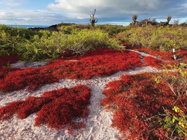 Galapagos cruise vacation