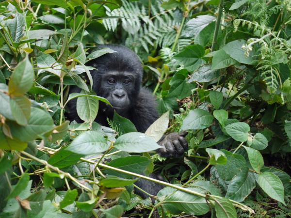 Rwanda highlights tour