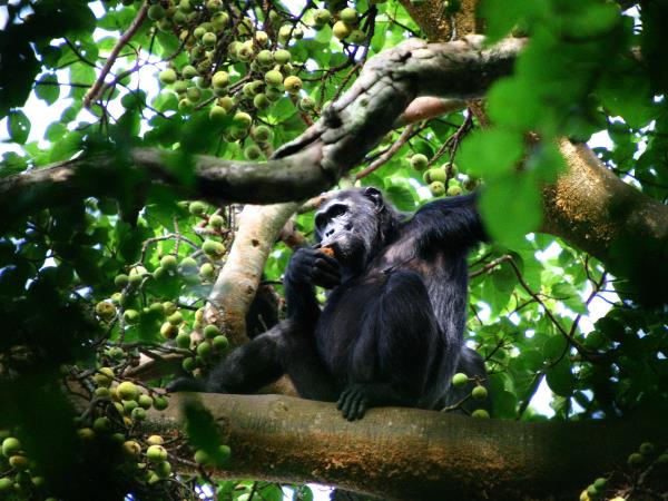 Uganda highlights tour