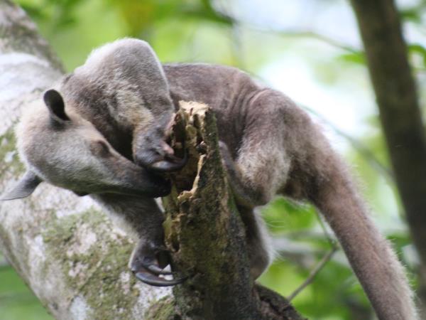 Costa Rica wildlife conservation