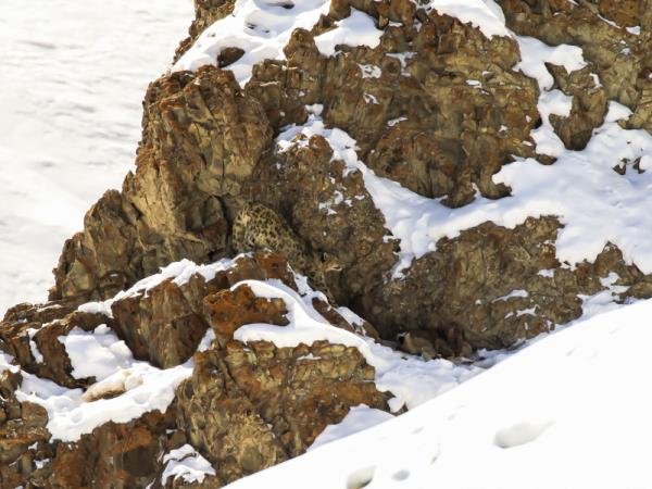 Snow leopard expedition in Ladakh, India