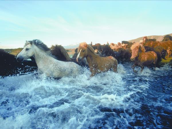 Thingvellir horse riding holiday in Iceland