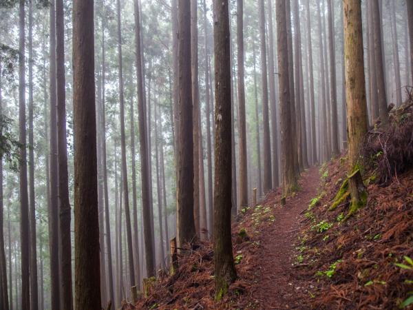 Kumano Kodo trail self guided trekking vacation, Japan