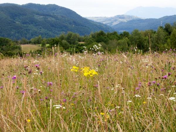 Horse riding holiday in Romania