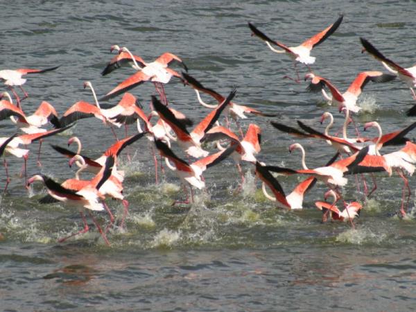 Birding vacation in Kenya