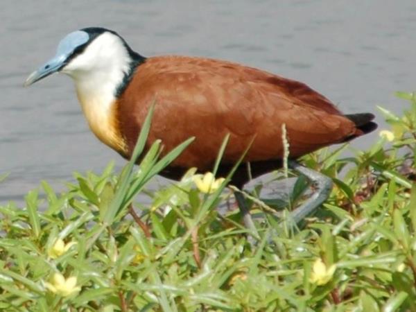 Birding vacation in Kenya