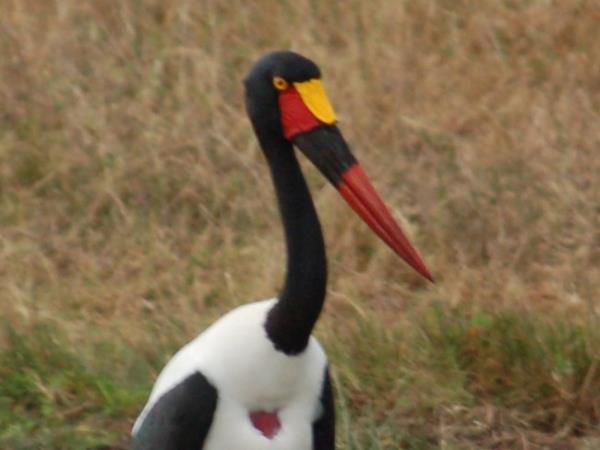 Birding vacation in Kenya
