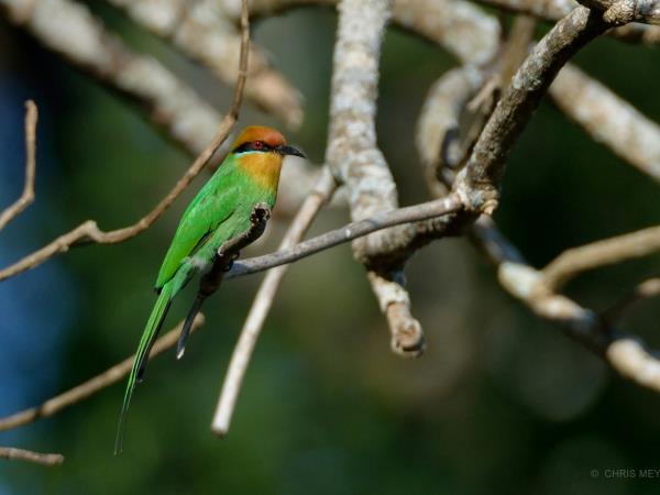 Bird and bat safari in Zambia