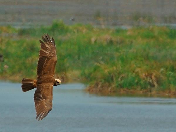 Bird and bat safari in Zambia