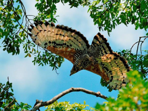 Bird and bat safari in Zambia