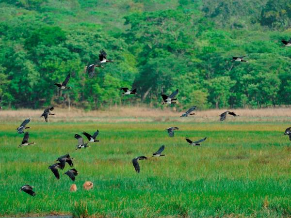 Bird and bat safari in Zambia