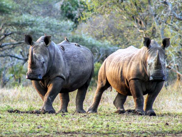Endangered wildlife conservation in South Africa