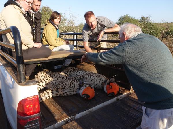 Endangered wildlife conservation in South Africa