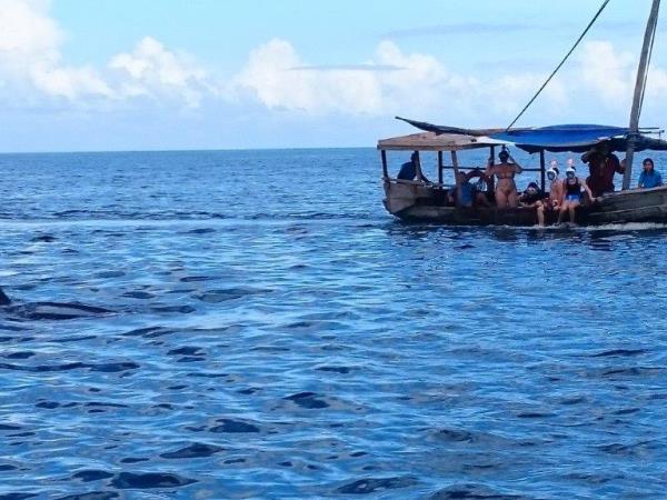 Whale Shark conservation vacation in Tanzania