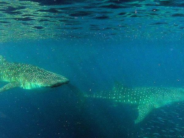 Whale Shark conservation vacation in Tanzania