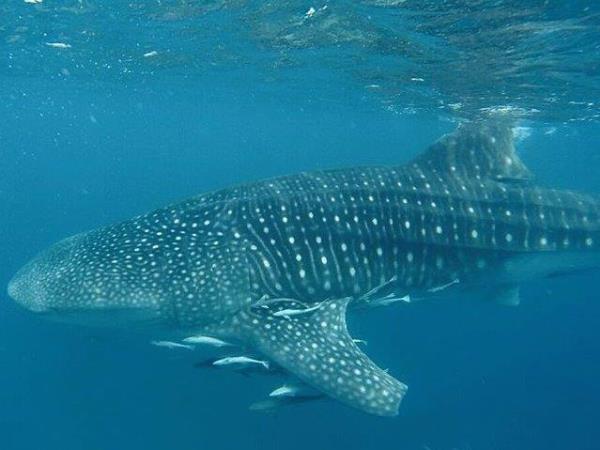 Whale Shark conservation vacation in Tanzania