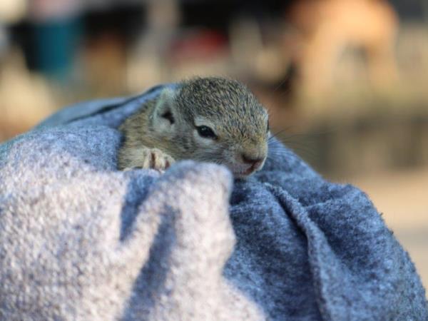 Wildlife orphanage volunteering in South Africa