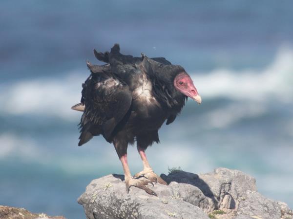 Falkland Islands tour, birds and wildlife