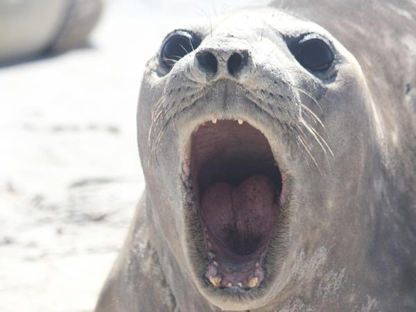 Falkland Islands tour, birds and wildlife