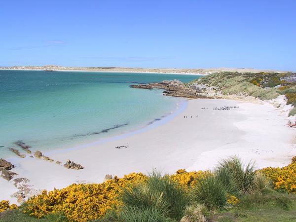 Falkland Islands tour, birds and wildlife