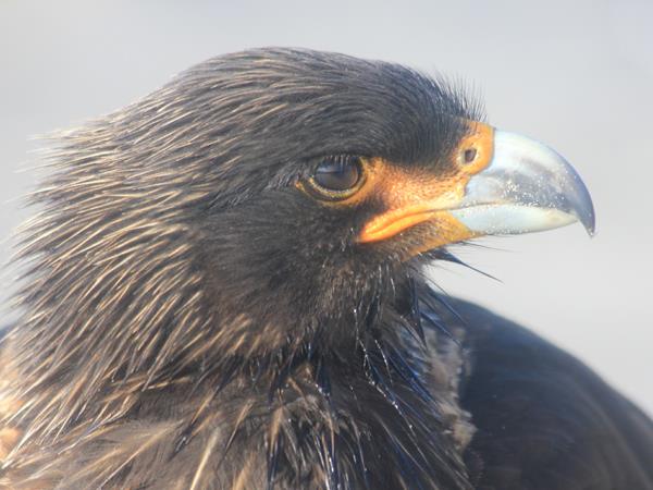 Falkland Islands tour, birds and wildlife