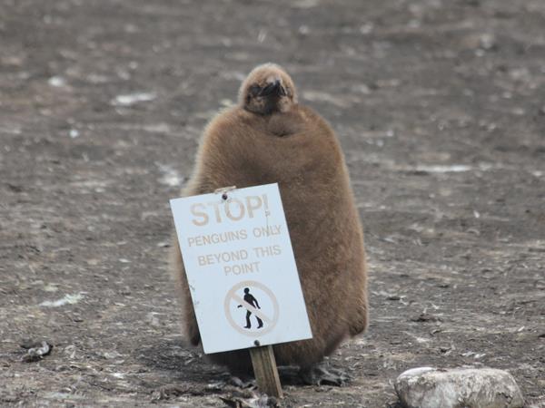 Falkland Islands tour, birds and wildlife