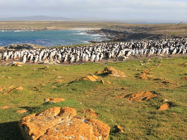 Falkland Islands tour, birds and wildlife