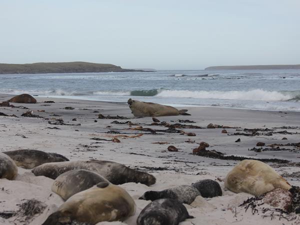 Falkland Islands tour, birds and wildlife