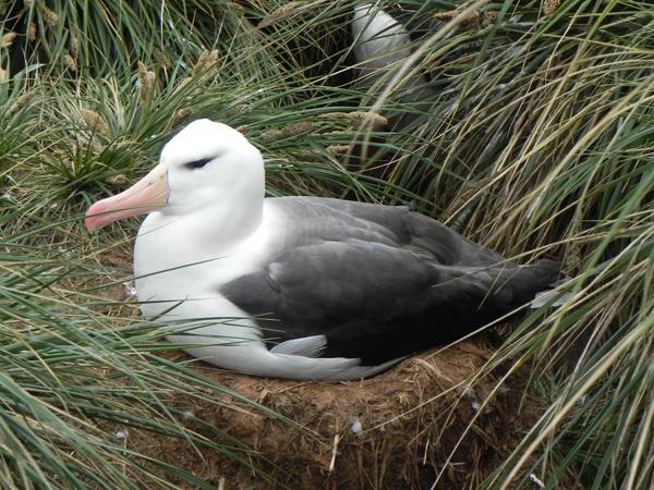 Falkland Islands wildlife tour