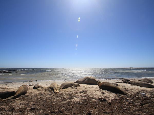 Falkland Islands wildlife tour