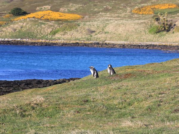 Falkland Islands wildlife tour