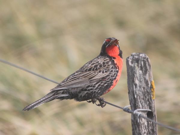 Falkland Islands wildlife tour