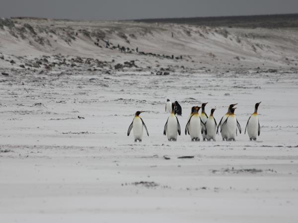 Falkland Islands wildlife tour