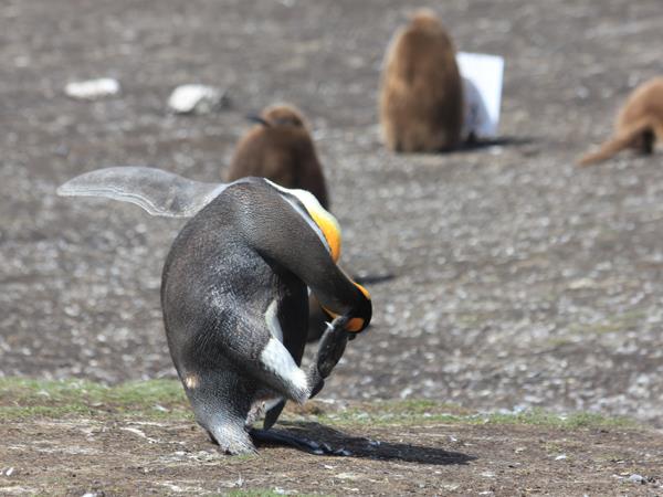 Falkland Islands wildlife tour