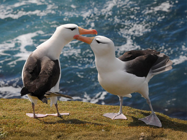 Falkland Islands wildlife tour