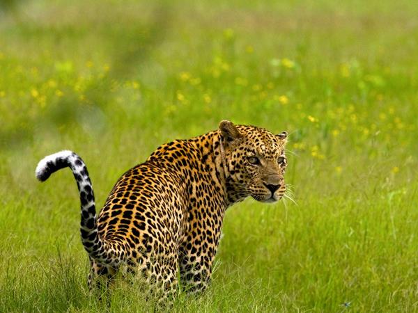 Luxury Botswana safari & Victoria Falls