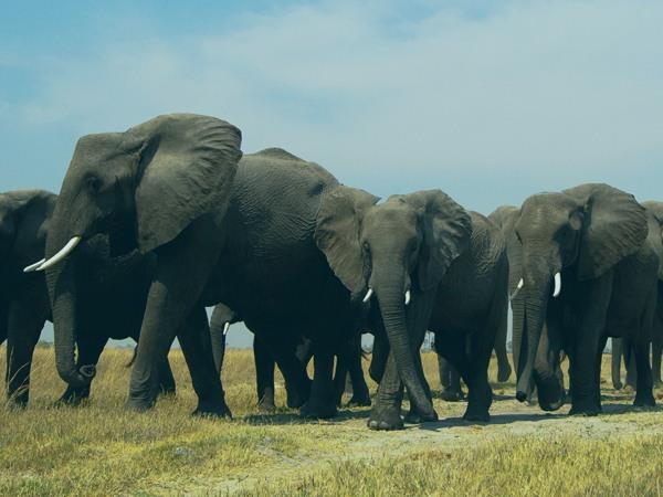 Luxury Botswana safari & Victoria Falls