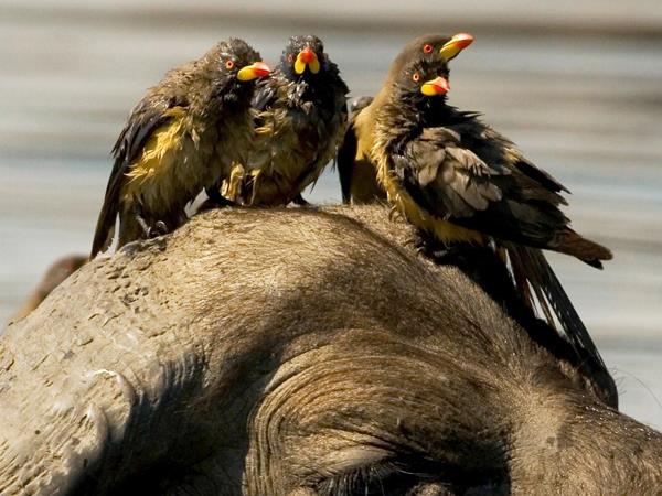 Luxury Botswana safari & Victoria Falls