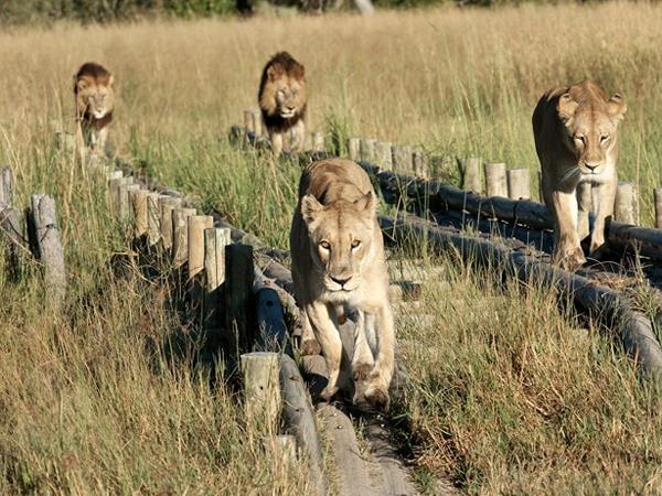 Botswana safari and Chobe river cruise