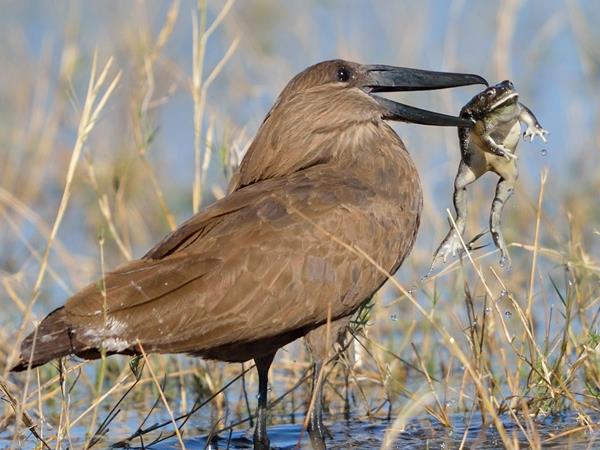 Botswana safari and Chobe river cruise