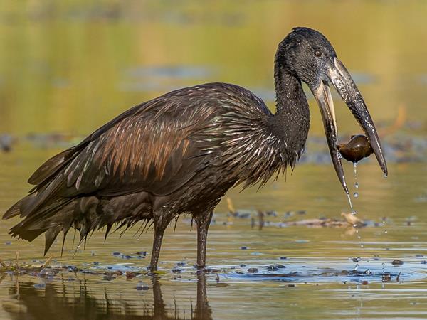 Botswana safari and Chobe river cruise