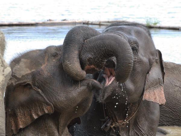 Family volunteering with elephants in Laos