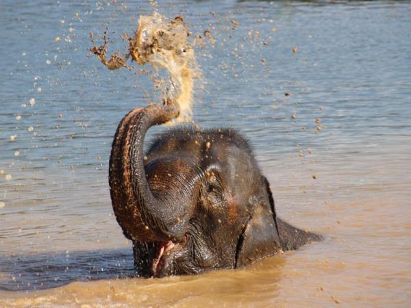 Family volunteering with elephants in Laos