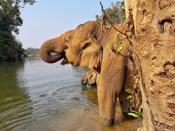Family volunteering with elephants in Laos