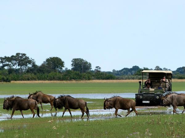 Botswana wildlife adventure