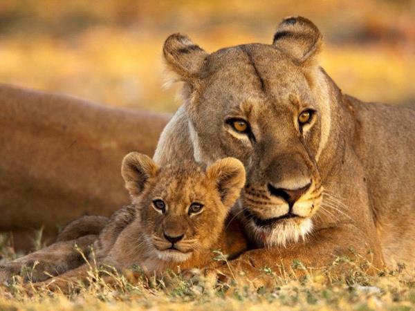 Botswana wildlife adventure