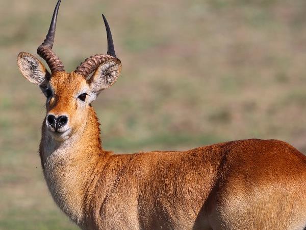 Botswana wildlife adventure
