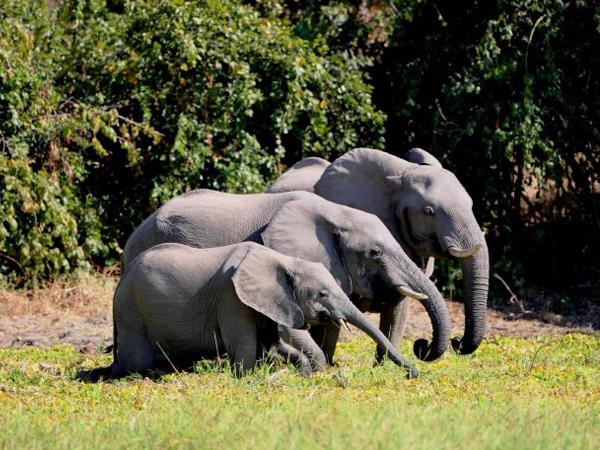 Botswana wildlife adventure