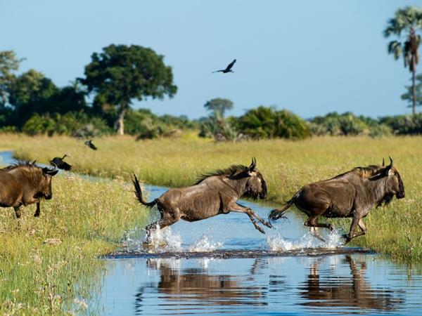 Botswana highlights and Victoria falls