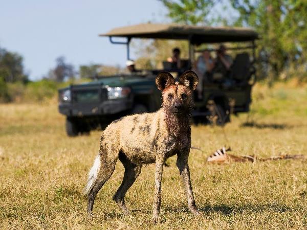 Botswana highlights and Victoria falls